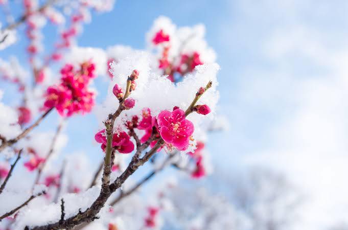 春の養生ブレンド販売開始