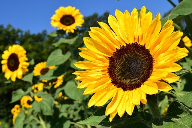 夏の養生ブレンド発売開始